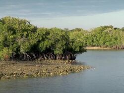 Mangrove Trees Stock Footage