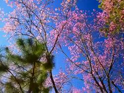 Dolly Shot: Spring Pink Cherry Blossoms with Blue Sky Backgrounds Stock Footage