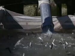 Drought Forces Wildfire Officials To Truck Salmon Downstream Stock Footage