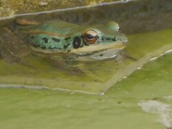 Green frog Stock Footage