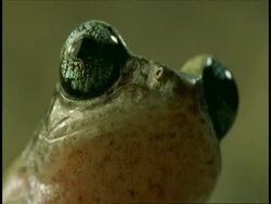 CU frog head, Western Ghats, India Stock Footage
