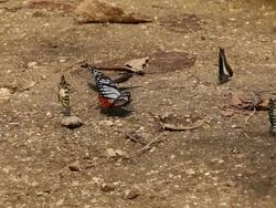 Butterflies eating salt and nutrients. Stock Footage