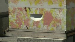 San Francisco Hotels Booked with Bees News Clip
