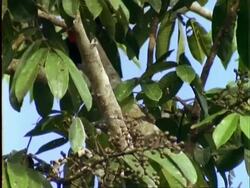 Chestnut-mandibled Toucan, MS toucan in tree, eats virola fruit, climbs up tree, Panama Stock Footage