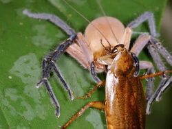 Giant Crab Spider (Sadala sp. family Sparassidae) Stock Footage