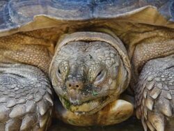 Elongated Tortoise Stock Footage