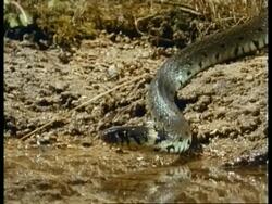 Grass Snake - MS front view, emerging from grass, raised head flicks tongue, Freshwater Stock Footage