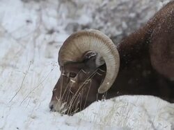 CU Shot of bighorn ram grazing during snow storm / Estes Park, Colorado, United States Stock Footage