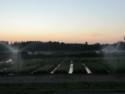 Agricultural irrigation sprinklers at work Stock Footage