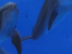 Atlantic bottlenose dolphins Stock Footage