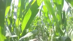Walking trough corn fields Stock Footage
