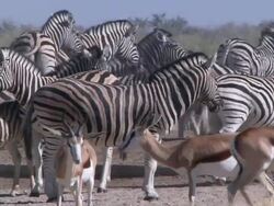 Long shot of herd of zebra, springbok and wildebeest walking about, Namibia Stock Footage
