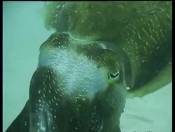 CU male Broadclub Cuttlefish changing colour dramatically, Mabul, Borneo, Malaysia Stock Footage