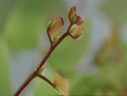 CU flowering tree branch, Colophospermum mopane, Botswana, Africa Stock Footage