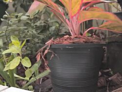 Dolly:Potted plants in the home garden Stock Footage