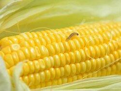 Corn nontoxic Stock Footage
