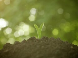 Plant Growth Stock Footage