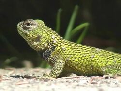 Green Spiny Lizard Stock Footage