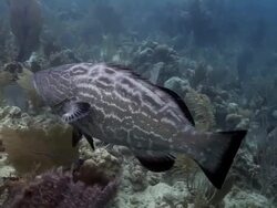 Grouper Fish And Tiriggerfish Stock Footage