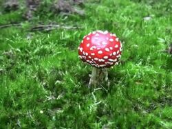 PAL: Fly Agaric Mushrooms Stock Footage