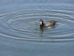 Coot Diving For Food Stock Footage