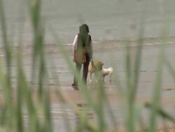 People Holidaying in North Berwick News Clip