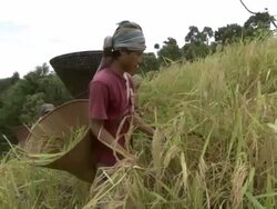 Medium Shot Side Angle Tilt Up - Workers in rice field cutting plants with scythes / Bangladesh  Stock Footage