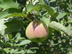 CU Shot of apple on tree / Merano, Trentino, Tyrol, Italy Stock Footage
