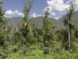 MS PAN Shot of apple orchard in front of mountains / Merano, Trentino, Tyrol, Italy Stock Footage