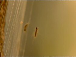 Gypsy moth (Lymantria dispar) caterpillar descending, Andalusia, Southern Spain Stock Footage