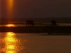 African Elephant (Loxodonta africana), WA silhouette of two elephants in shallow water at dusk Stock Footage