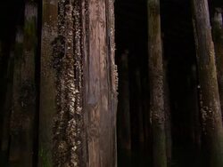 "Barnacled pier pillars filmed from boat, dark and dramatic,  Ketchikan, Ketchikan Borough, Alaska" Stock Footage