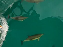 Dolphins and bow Stock Footage