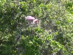 Spoonbills Building a Nest Stock Footage
