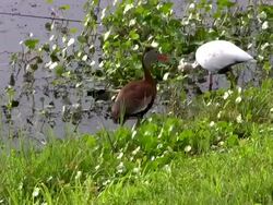 Whistling Duck and White Ibis Stock Footage