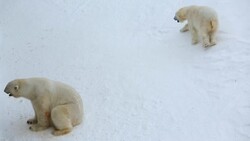 Polar Bear relaxing snow covered Wildlife Park Ranua Finland  Stock Footage