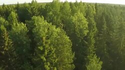 European honey buzzard Stock Footage