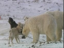 Polar bear (Ursus maritimus) playing with Husky dog, Churchill, Manitoba, Canada Stock Footage