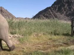 Desert Elephants (Loxodonta africana) posturing and passing camera, Ugab River Basin, Namibia: desert-dwelling population of African Bush Elephant though not distinct subspecies Stock Footage
