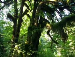 WS TD SLO MO Moss covering  trees in forest /  Washington, United States Stock Footage