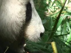 Giant Panda Eating Stock Footage