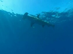 Great hammerhead, Sphyrna mokarran, surface, Bahamas  Stock Footage