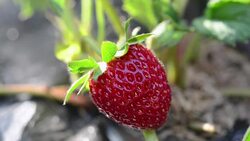 Strawberry fruits hanging on strawberry plant Stock Footage