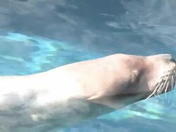 Floating sea lion 2 Stock Footage