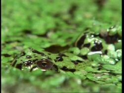 CU fire-bellied toads mating, pull out Stock Footage