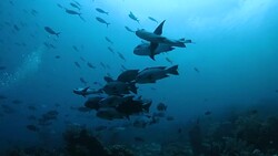 Small scale black fish (Girella) schooling in coral reef, Indonesia Stock Footage