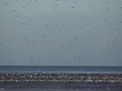 The Snettisham Spectacular As High Tides Cause Thousands Of Birds To Take Flight Stock Footage