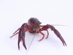 European freshwater crayfish Stock Footage