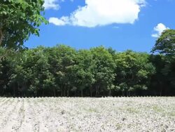 Tree and rubber garden in summer time Stock Footage