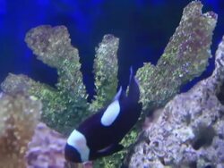 Clown fishs Stock Footage